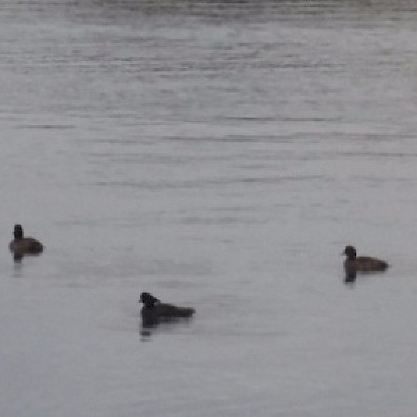 Stadtteilschule Niendorf